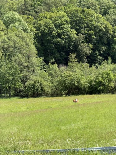 Rundwanderweg Fischbachtal 1 : Panoramaweg