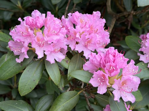Im Rhododendron Park Kromlau
