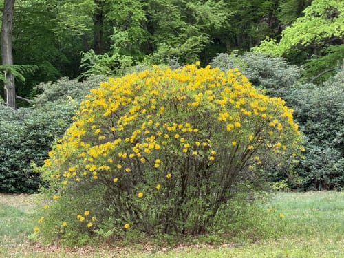 Im Rhododendron Park Kromlau
