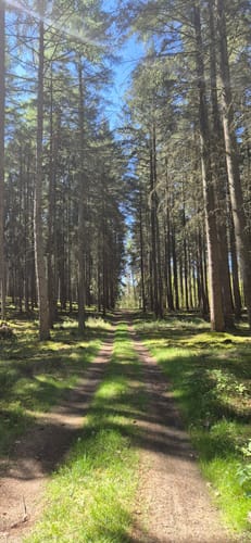 Am Werbellinsee