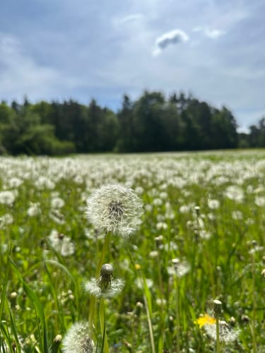 Weigendorf - Haunritz - Lichtenegg