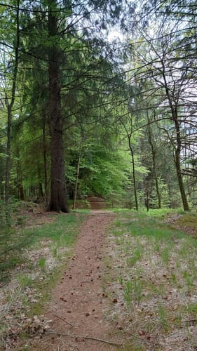 DVV Wandern - Durch das Urstromtal der Wallsbek (12km)