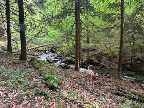 Um Bergsee und Burg Röthekopf