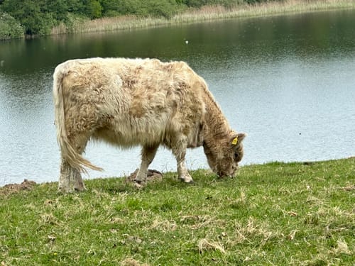Durch die Grönauer Heide und um den Blankensee