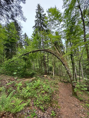 Sieben-Moore-Weg im Hotzenwald