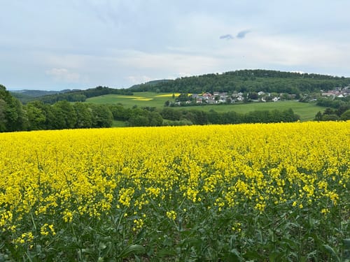 Mauloff nach Tenne durch die Riedelbacher Heide