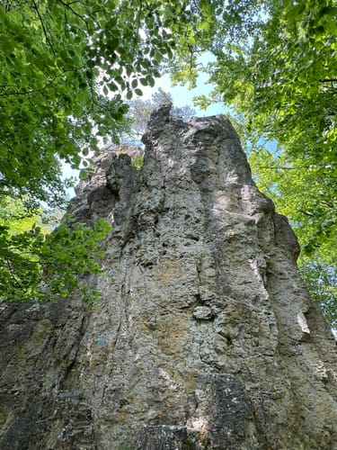 Zauberwald-Orchideen-Weg