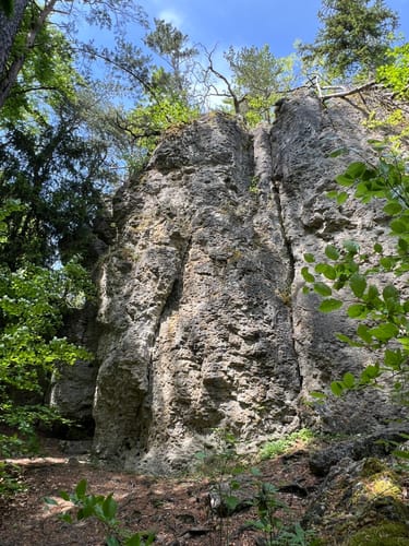 Zauberwald-Orchideen-Weg