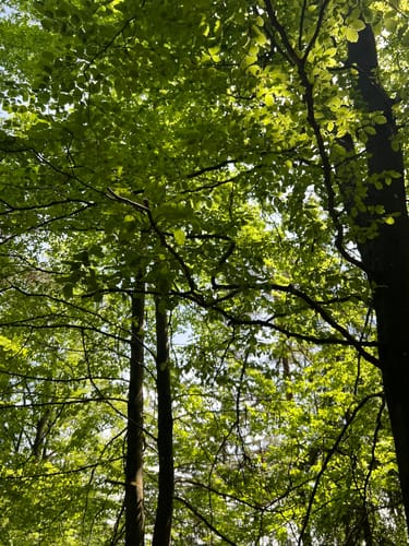 Zauberwald-Orchideen-Weg