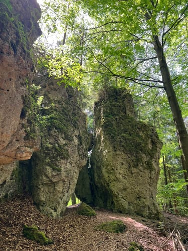 Zauberwald-Orchideen-Weg