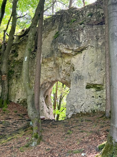 Zauberwald-Orchideen-Weg