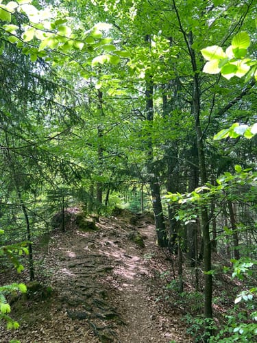 Zauberwald-Orchideen-Weg