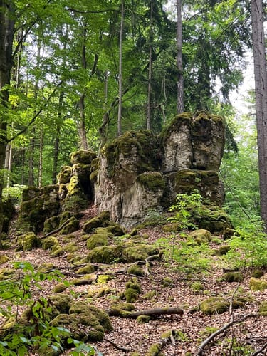 Zauberwald-Orchideen-Weg