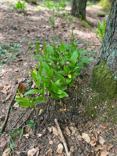 Zauberwald-Orchideen-Weg