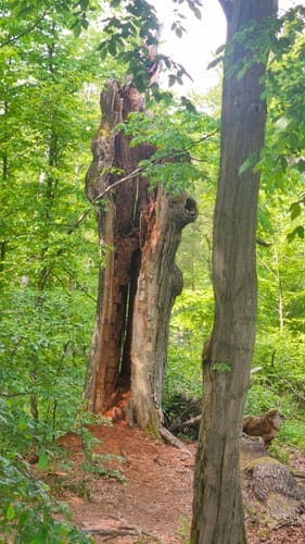 Schluchtentour bei Eisenach