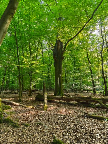 Zwei-Seen-Runde (Premiumwanderweg)