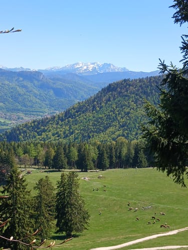 Über die Grassauer Almen (SalzAlpenTour)