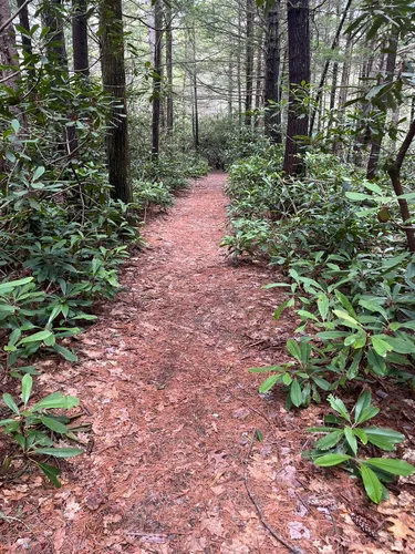 Best hikes and trails in Rhododendron State Park | AllTrails
