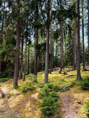 Hammerber Rrunde