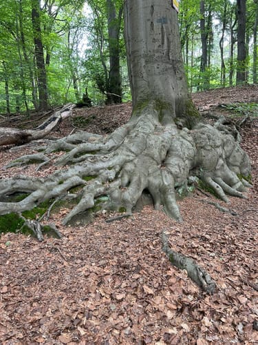 Rund um Roda (Herzogenrath)