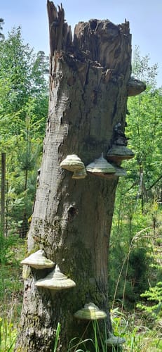Echterspfahl - Zeugplatte - Heimbuchenthal - Schloss Mespelbrunn
