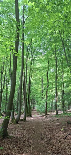 Echterspfahl - Zeugplatte - Heimbuchenthal - Schloss Mespelbrunn