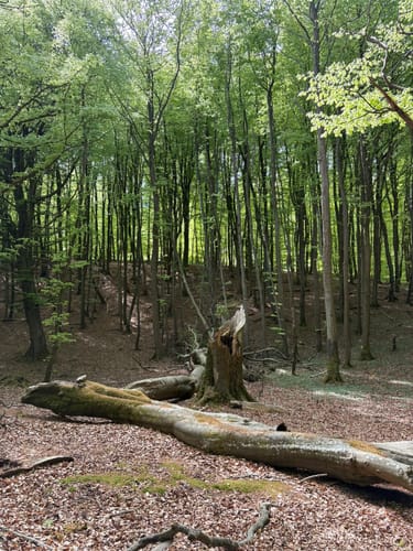 Ranzow - Königsstuhl - Hochuferweg