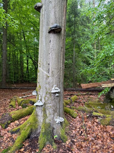 Waldrunde bei Schwarzenbek