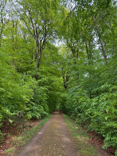 Waldrunde bei Schwarzenbek