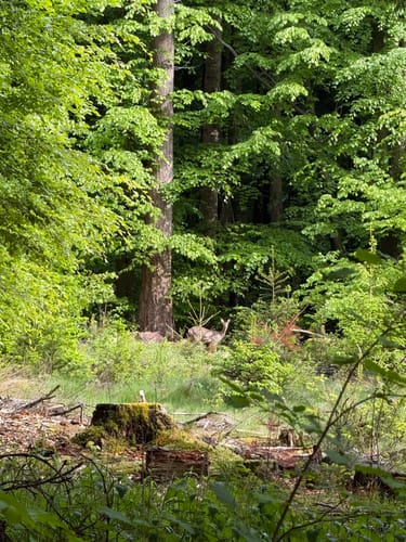 Waldrunde bei Schwarzenbek