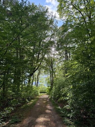 Waldrunde bei Schwarzenbek