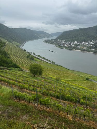 Rheinsteig Etappe 17: Lorch - Rüdesheim