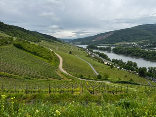 Rheinsteig Etappe 17: Lorch - Rüdesheim
