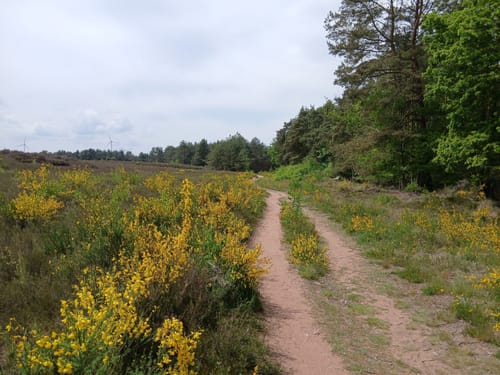 Durch die Mehlinger Heide