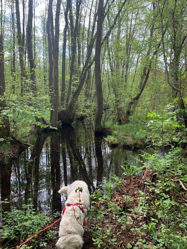 Plauer See und Pätschseen Runde