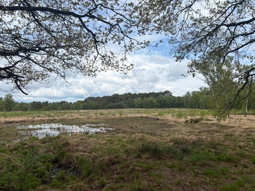 Duvenstedter Brook