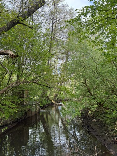 Duvenstedter Brook