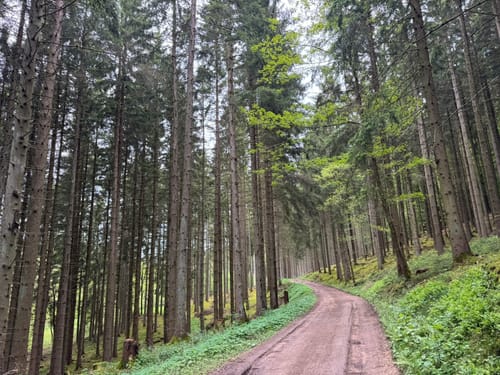 Von Nimshudscheid durch das Dürrbachtal