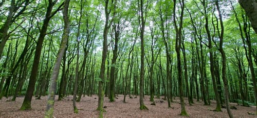 Dammbach: Räuberland Rundweg 1
