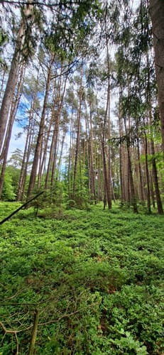 Dammbach: Räuberland Rundweg 1