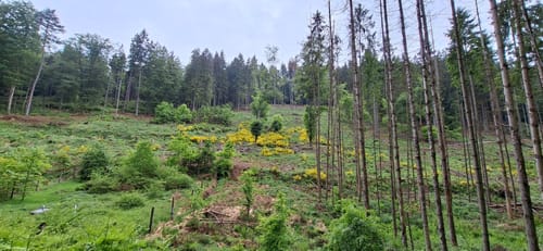 Dammbach: Räuberland Rundweg 1