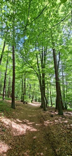 Dammbach: Räuberland Rundweg 1