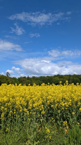 Heidschnuckenweg Etappe 1: Fischbek - Buchholz in der Nordheide