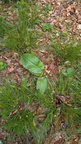 Heidschnuckenweg Etappe 1: Fischbek - Buchholz in der Nordheide