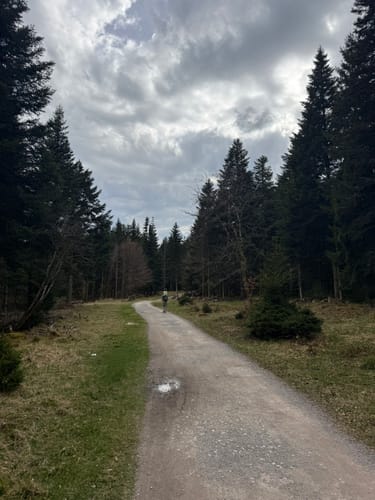 Baumwipfelpfad Schwarzwald