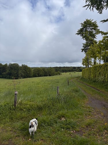 Höfener Heckenweg
