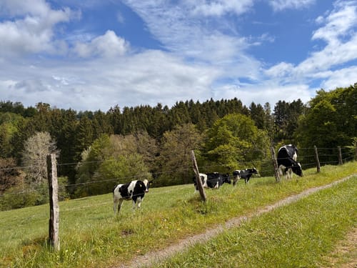 Höfener Heckenweg