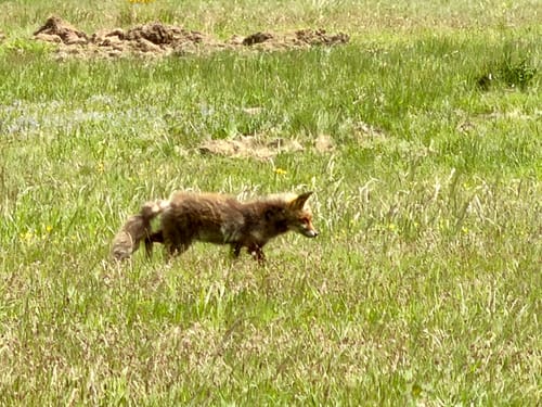 Wahner Heide ab Altenrath
