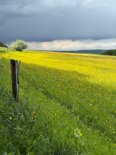 Durch das Herz des Nationalparks Eifel (Klosterrunde)