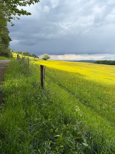 Durch das Herz des Nationalparks Eifel (Klosterrunde)